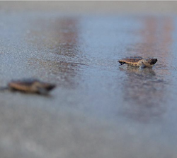 sea turtle hatchlings going to the water
